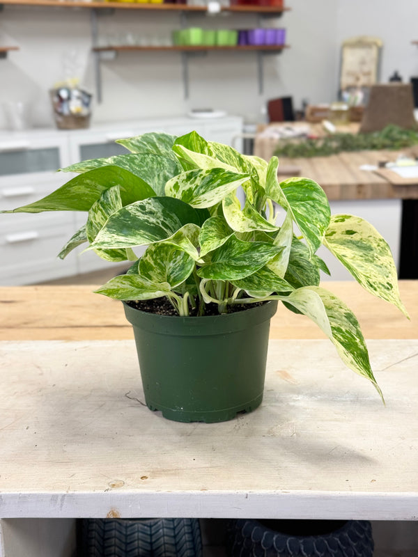 POTHOS - MARBLE QUEEN