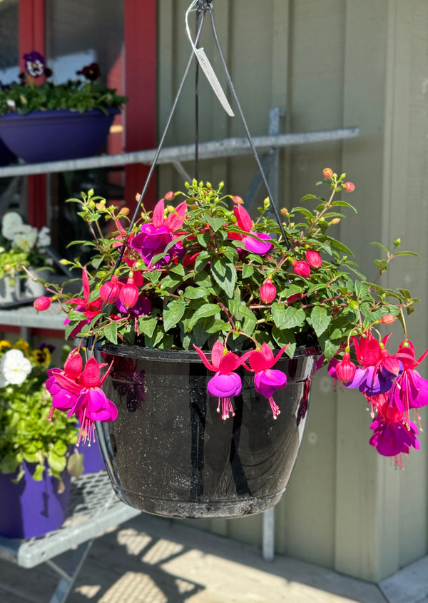 OUTDOOR HANGING BASKET - SHADE