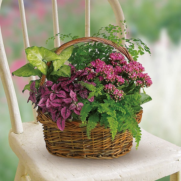 BASKET PLANTER - WITH FLOWERING PLANTS